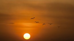 solnedgang